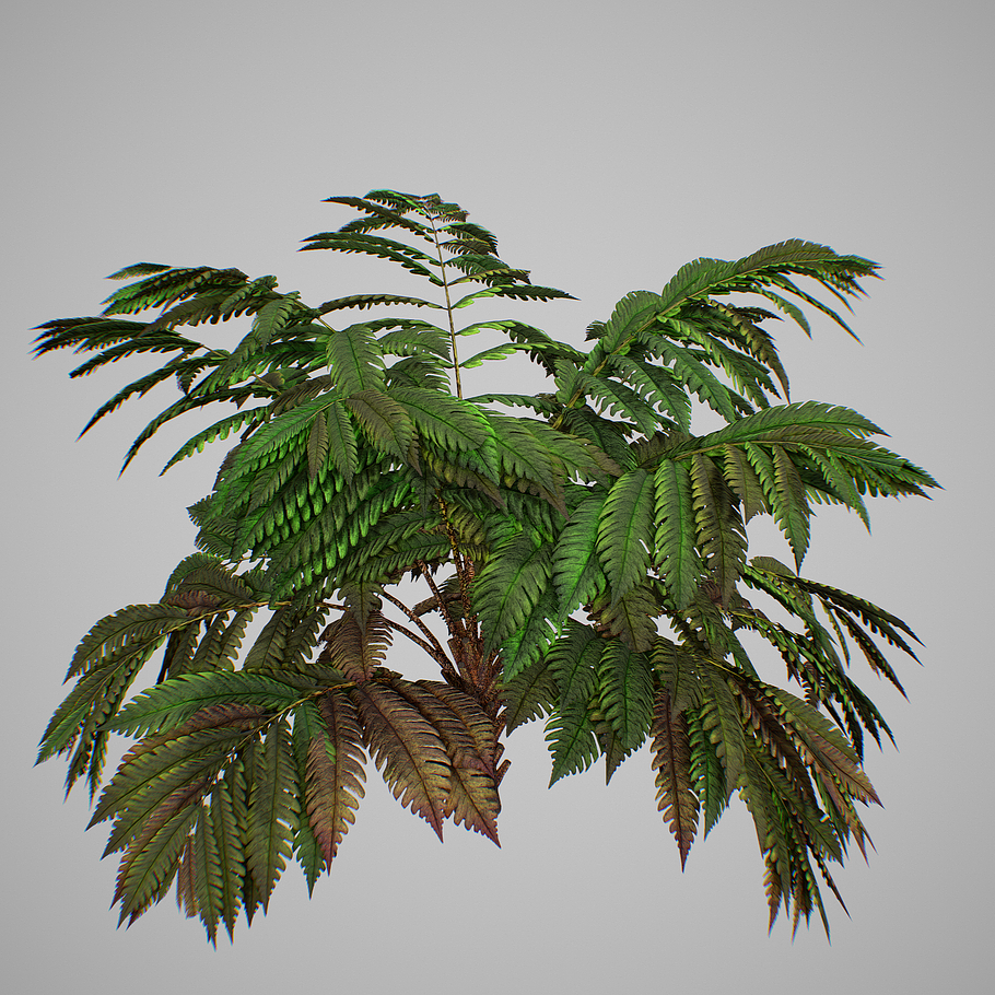 Alsophila fern averahe HIGH in Nature - product preview 16