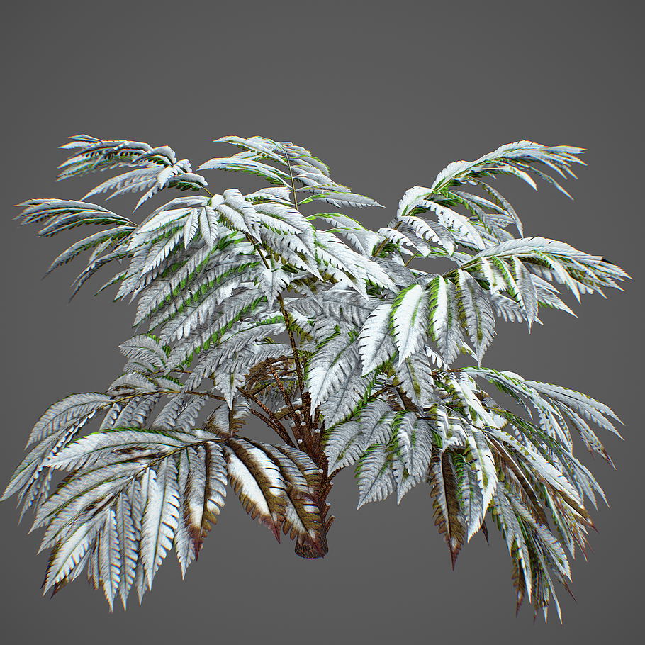 Alsophila fern averahe HIGH in Nature - product preview 17