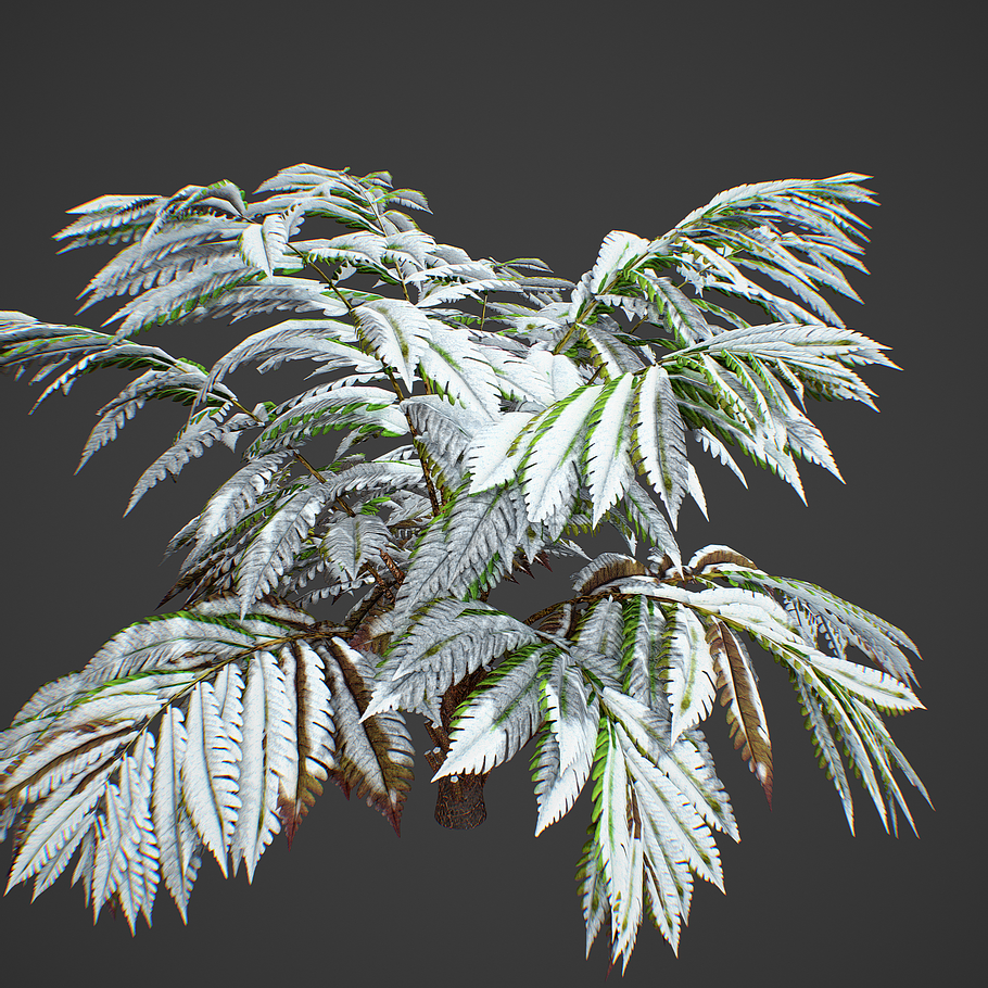 Alsophila fern averahe HIGH in Nature - product preview 18