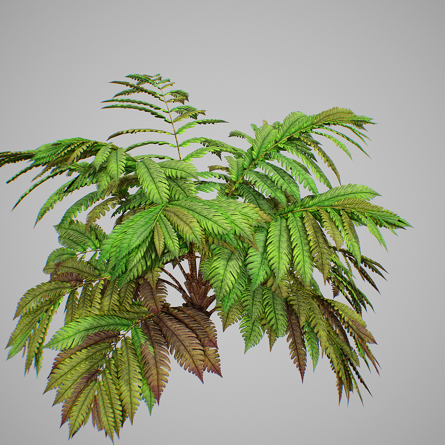 Alsophila fern averahe HIGH in Nature - product preview 19