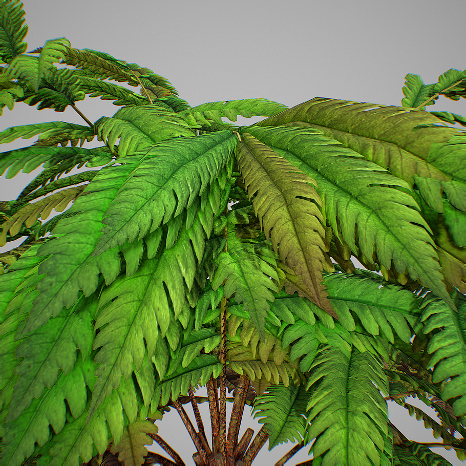 Alsophila fern averahe HIGH in Nature - product preview 20