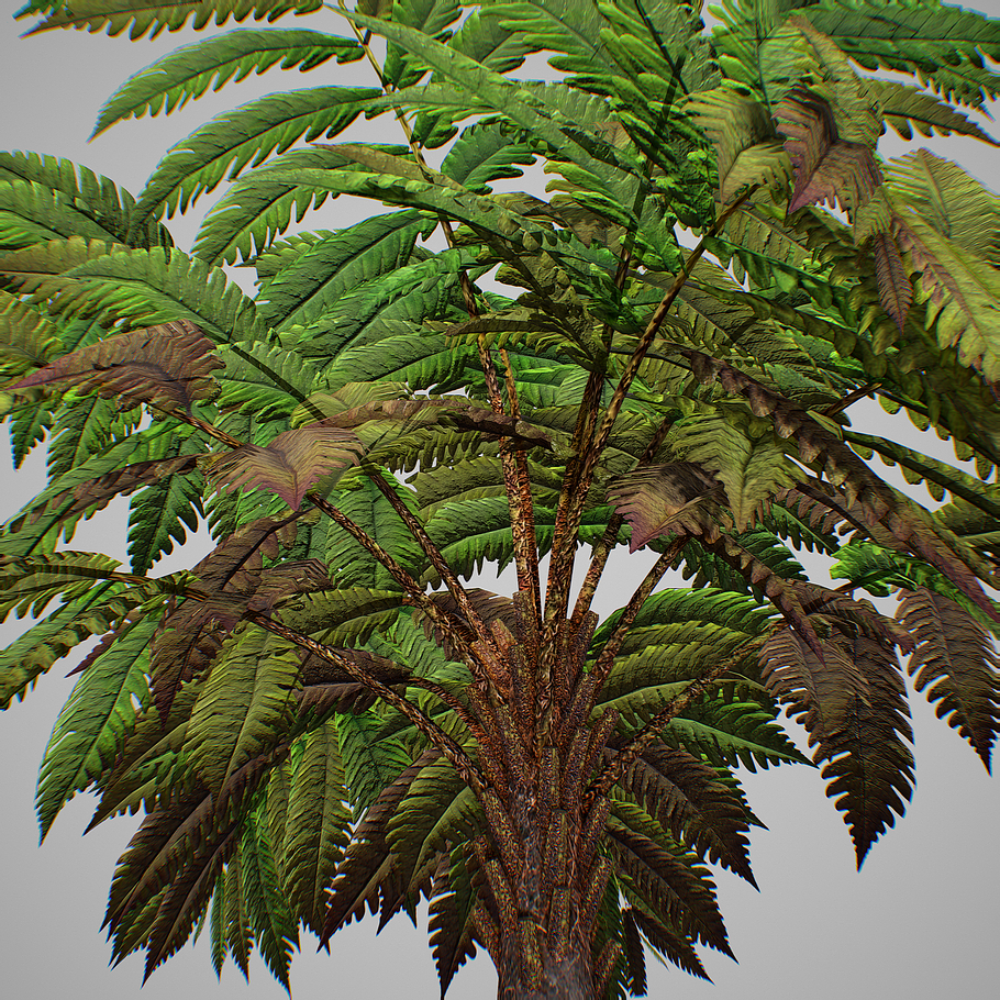 Alsophila fern averahe HIGH in Nature - product preview 22