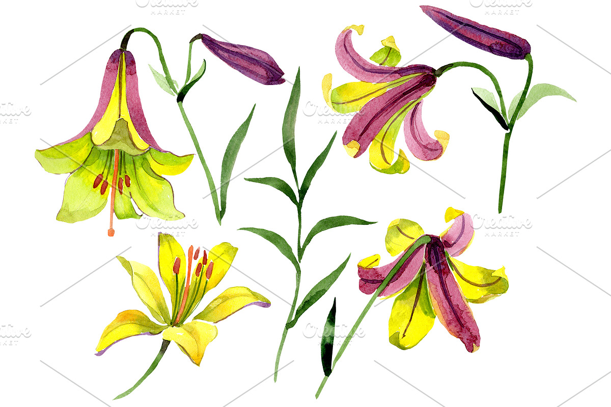 Wildflower lemon lily PNG watercolor in Illustrations - product preview 8