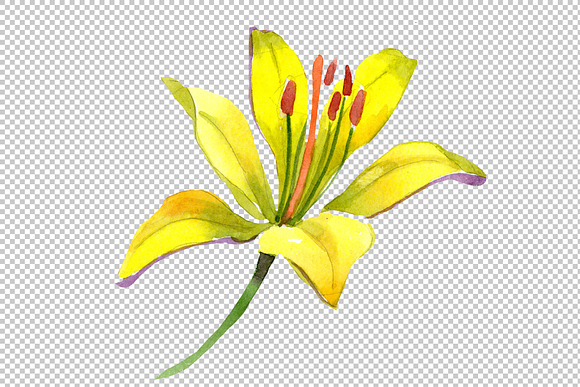 Wildflower lemon lily PNG watercolor in Illustrations - product preview 2
