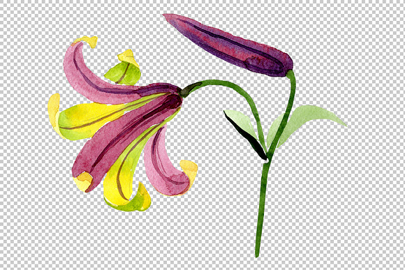 Wildflower lemon lily PNG watercolor in Illustrations - product preview 3