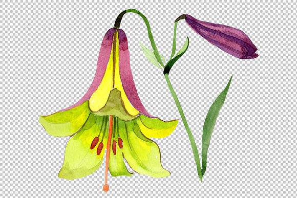 Wildflower lemon lily PNG watercolor in Illustrations - product preview 4