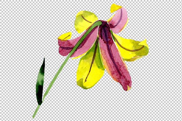 Wildflower lemon lily PNG watercolor in Illustrations - product preview 5