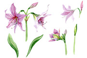 Purple amaryllis PNG watercolor