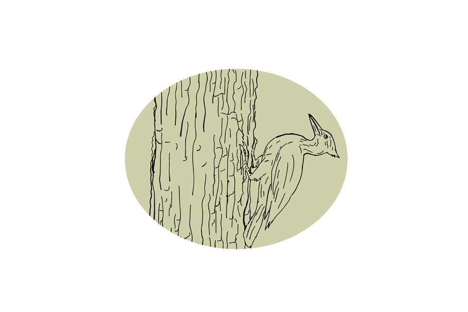 Woodpecker Pecking Tree Drawing 