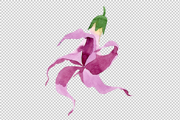 Wildflower burgundy Brugmansia PNG in Illustrations - product preview 2