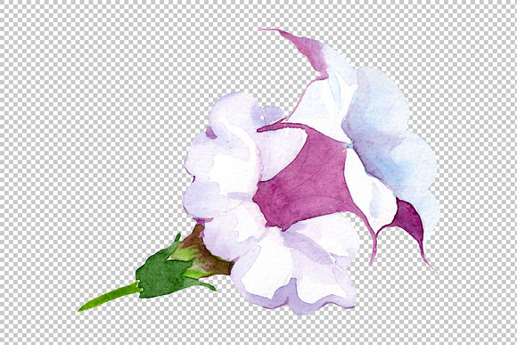 Wildflower burgundy Brugmansia PNG in Illustrations - product preview 9