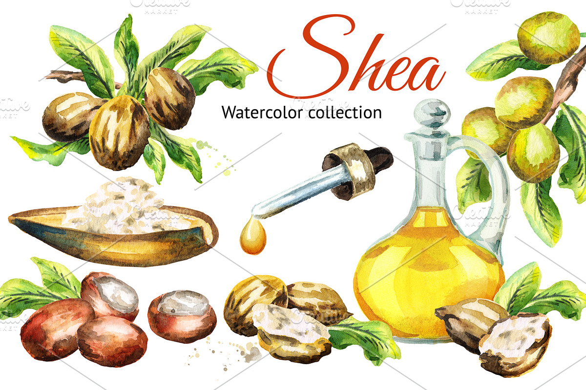 Shea. Watercolor collection in Illustrations - product preview 8