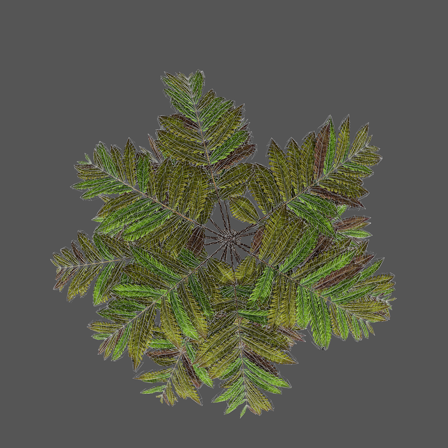 Alsophila fern old in Nature - product preview 2