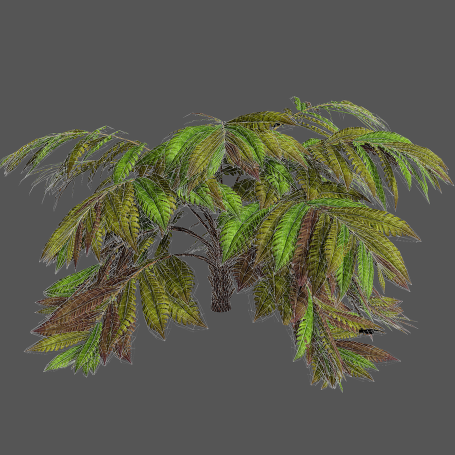 Alsophila fern old in Nature - product preview 3