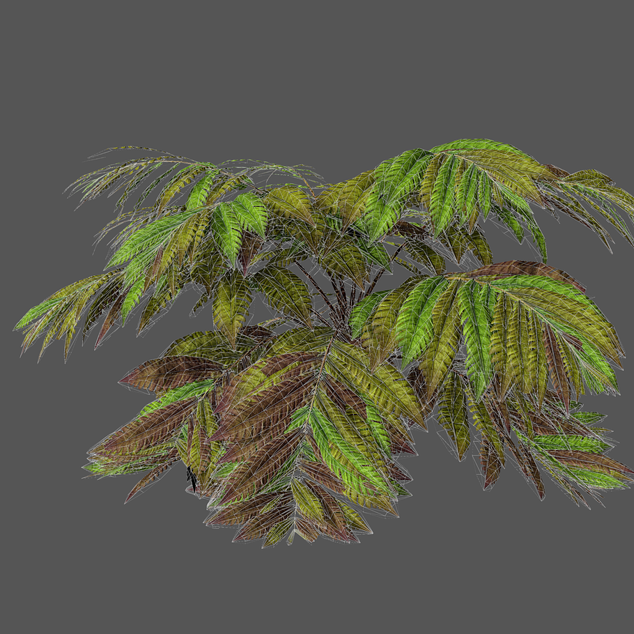 Alsophila fern old in Nature - product preview 4