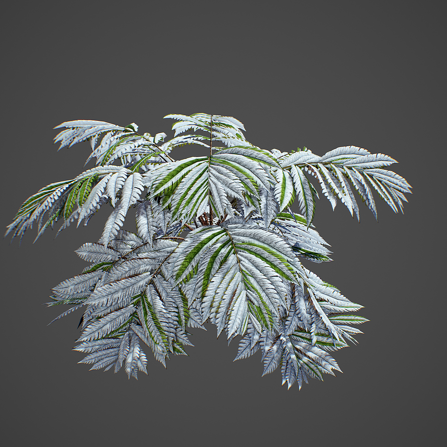 Alsophila fern old in Nature - product preview 6