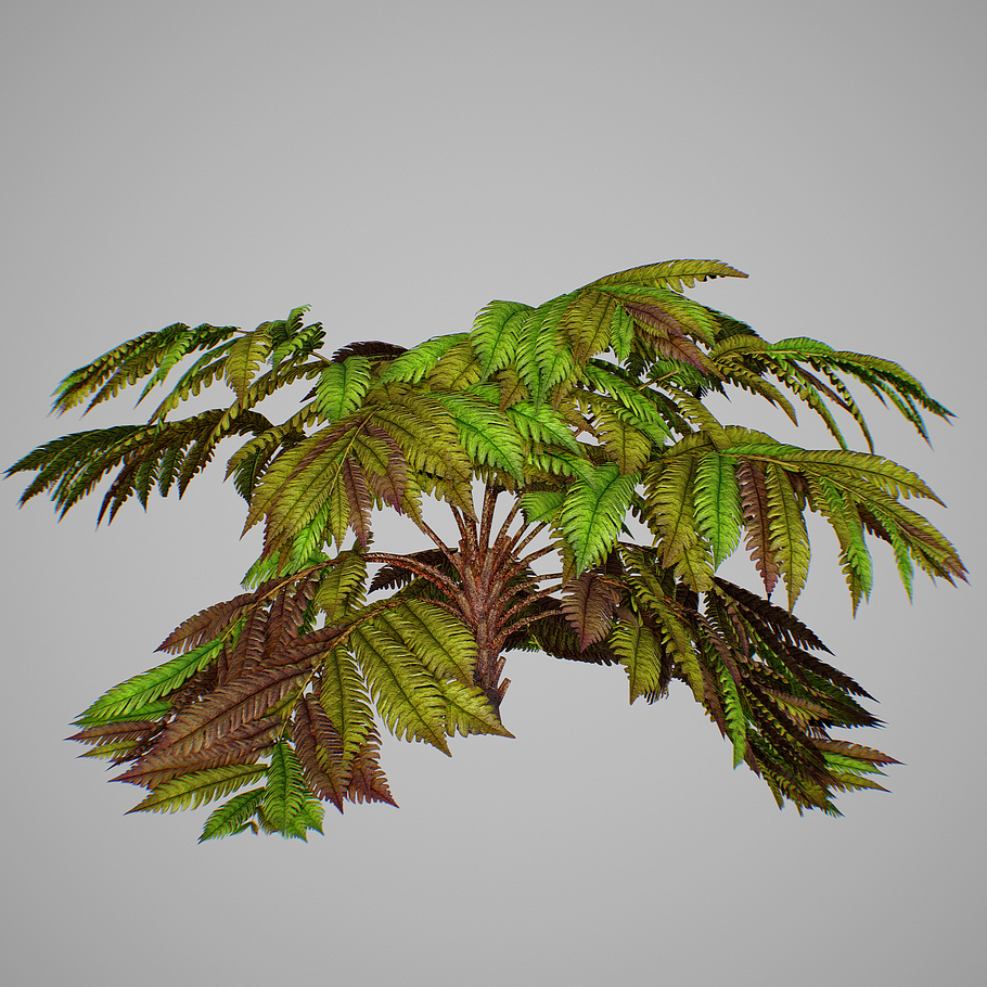 Alsophila fern old in Nature - product preview 7