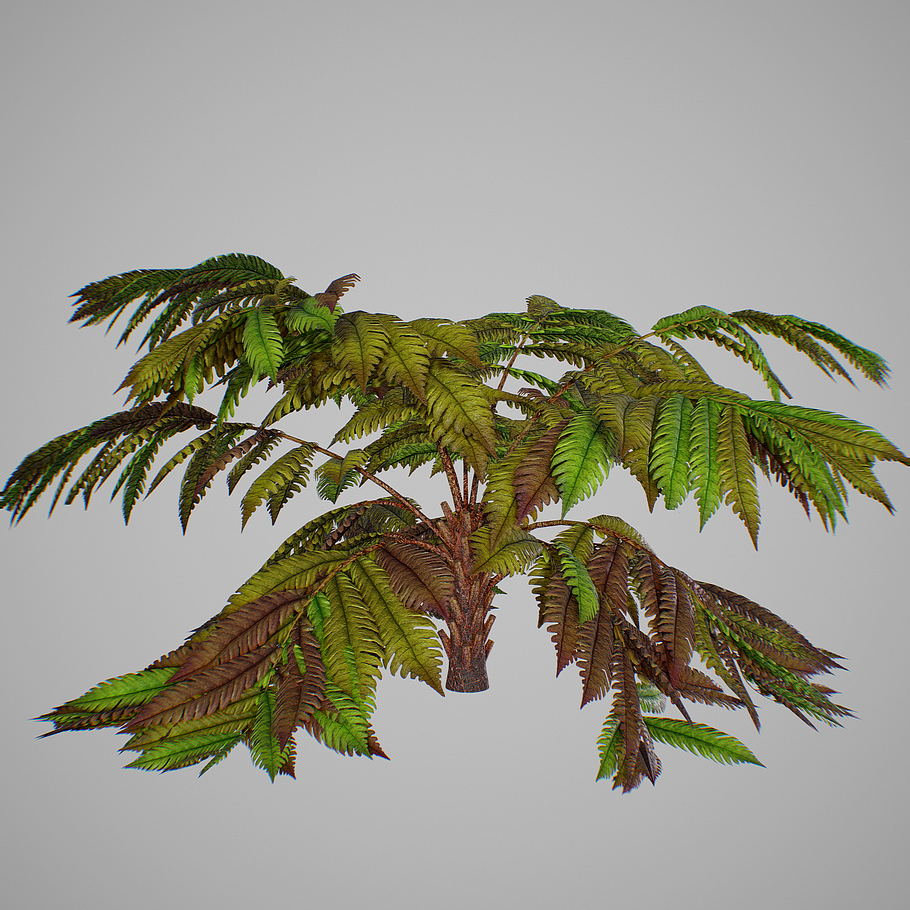 Alsophila fern old in Nature - product preview 8