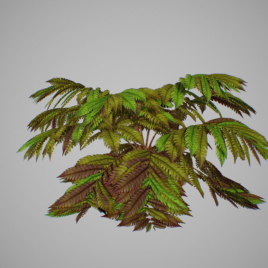 Alsophila fern old in Nature - product preview 9
