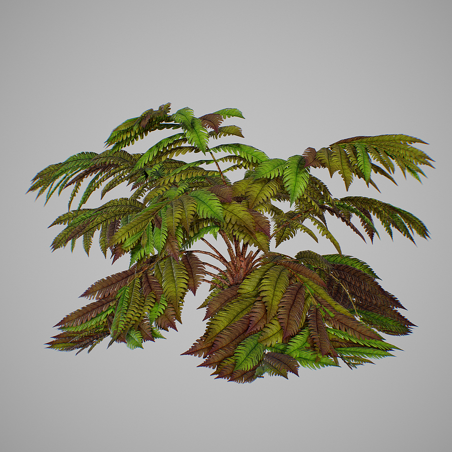 Alsophila fern old in Nature - product preview 10