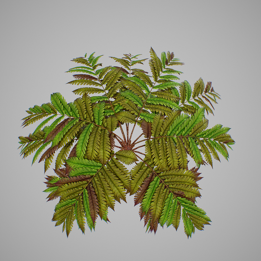 Alsophila fern old in Nature - product preview 12