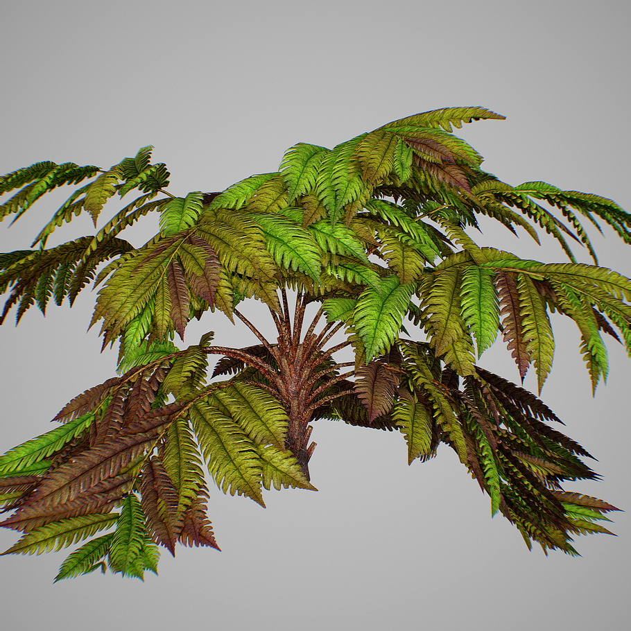 Alsophila fern old in Nature - product preview 14