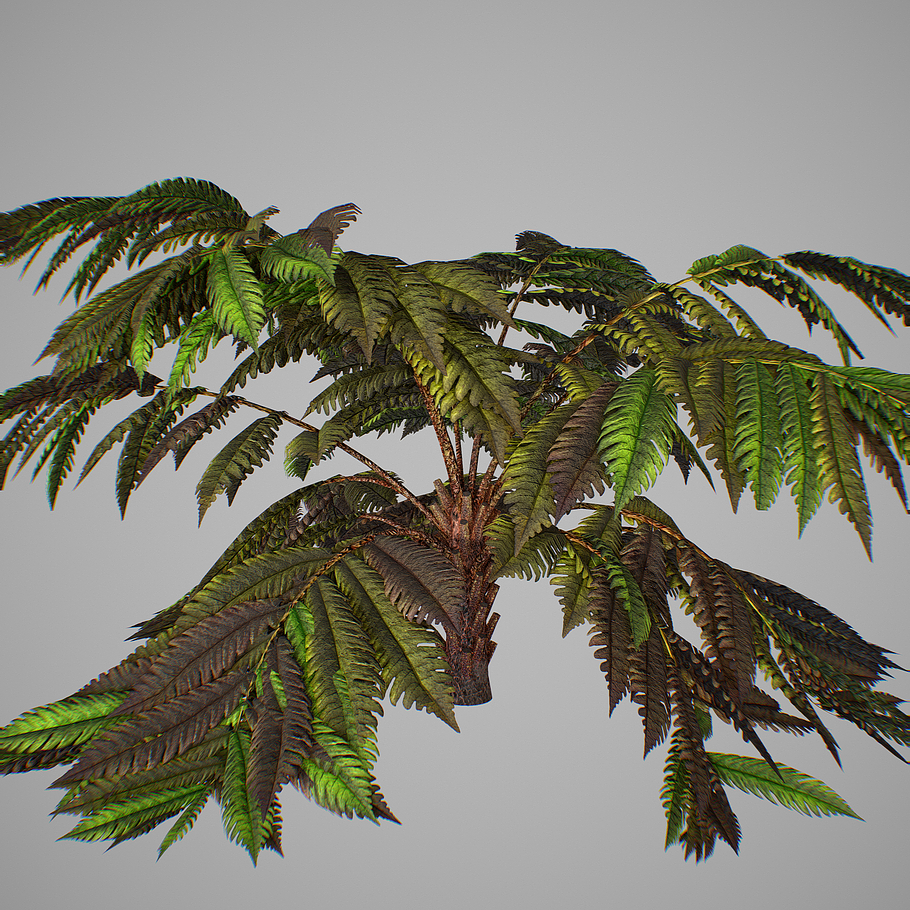 Alsophila fern old in Nature - product preview 15