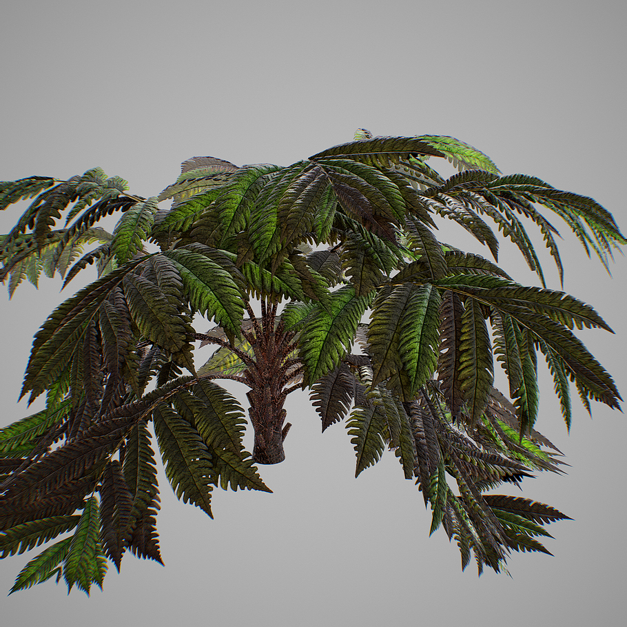 Alsophila fern old in Nature - product preview 16