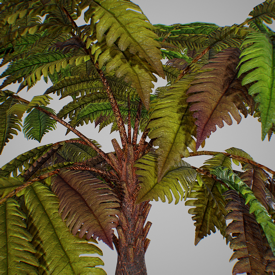 Alsophila fern old in Nature - product preview 17
