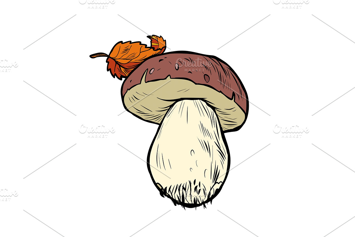 White mushroom boletus in Illustrations - product preview 8