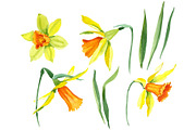 Narcissus lemon flower PNG set