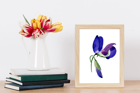 Purple sweet pea PNG watercolor set in Illustrations - product preview 1