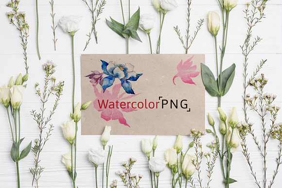 Beautiful aquilegia PNG watercolor in Illustrations - product preview 1