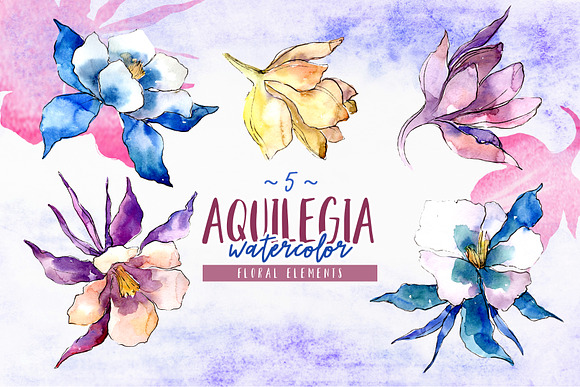 Beautiful aquilegia PNG watercolor in Illustrations - product preview 4