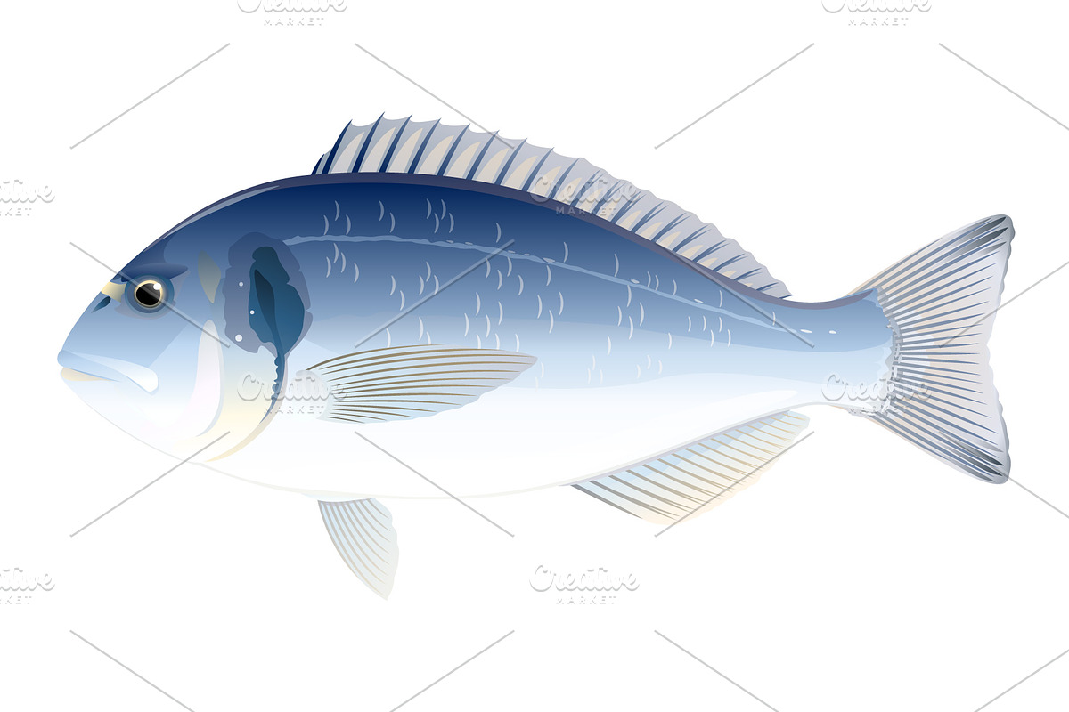 Gilt-Head Bream Fish in Illustrations - product preview 8