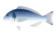 Gilt-Head Bream Fish