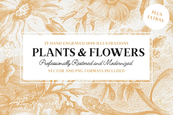 35 Vintage Flower Illustrations
