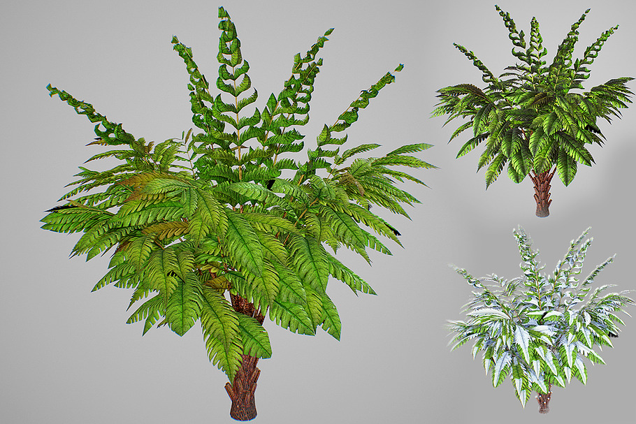 Alsophila Fern young in Nature - product preview 8