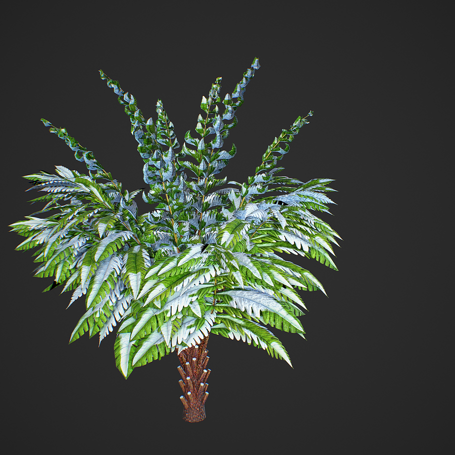 Alsophila Fern young in Nature - product preview 2