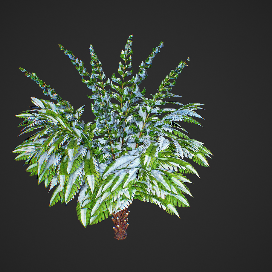 Alsophila Fern young in Nature - product preview 3