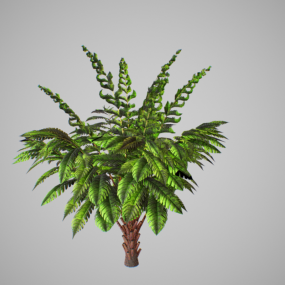 Alsophila Fern young in Nature - product preview 4