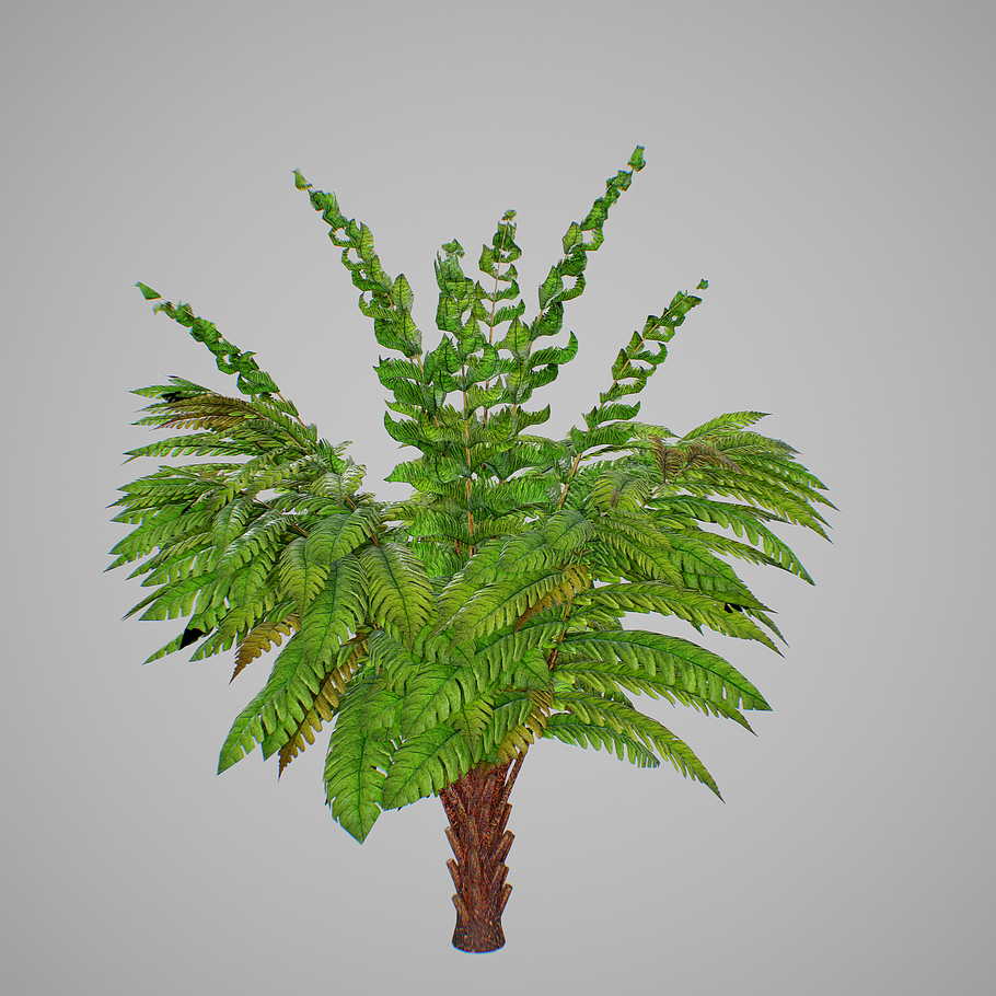 Alsophila Fern young in Nature - product preview 5