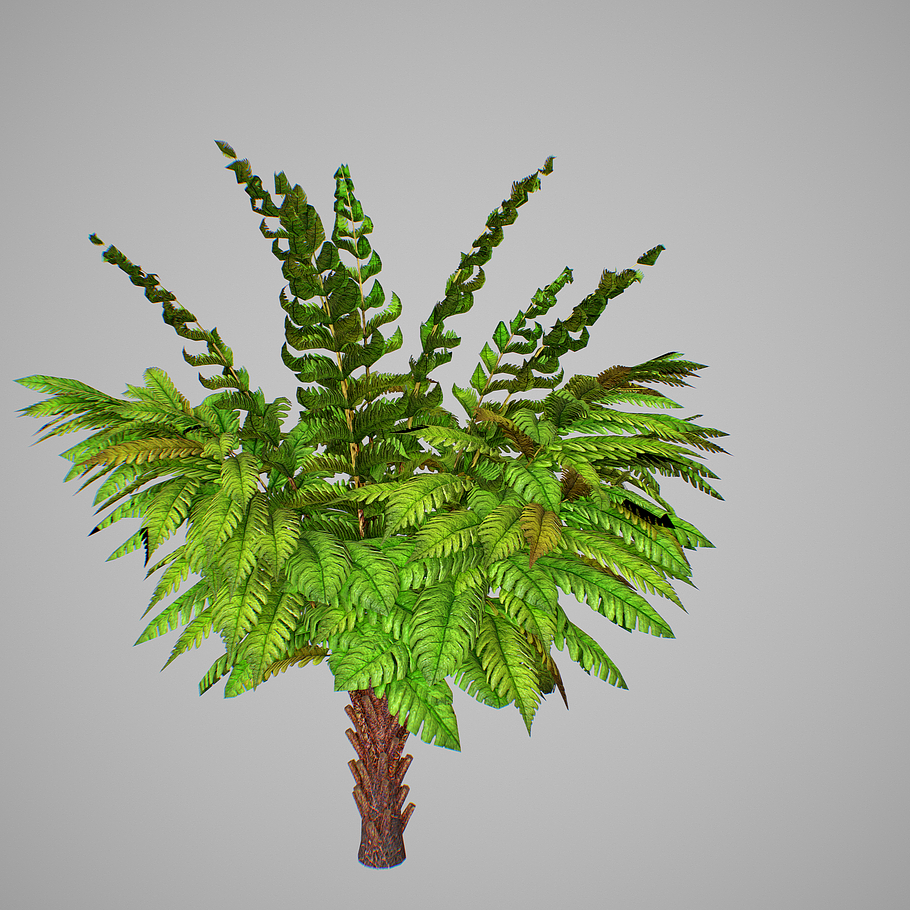 Alsophila Fern young in Nature - product preview 6