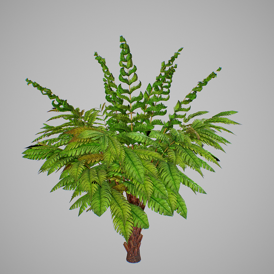 Alsophila Fern young in Nature - product preview 7