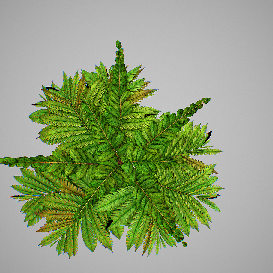 Alsophila Fern young in Nature - product preview 10