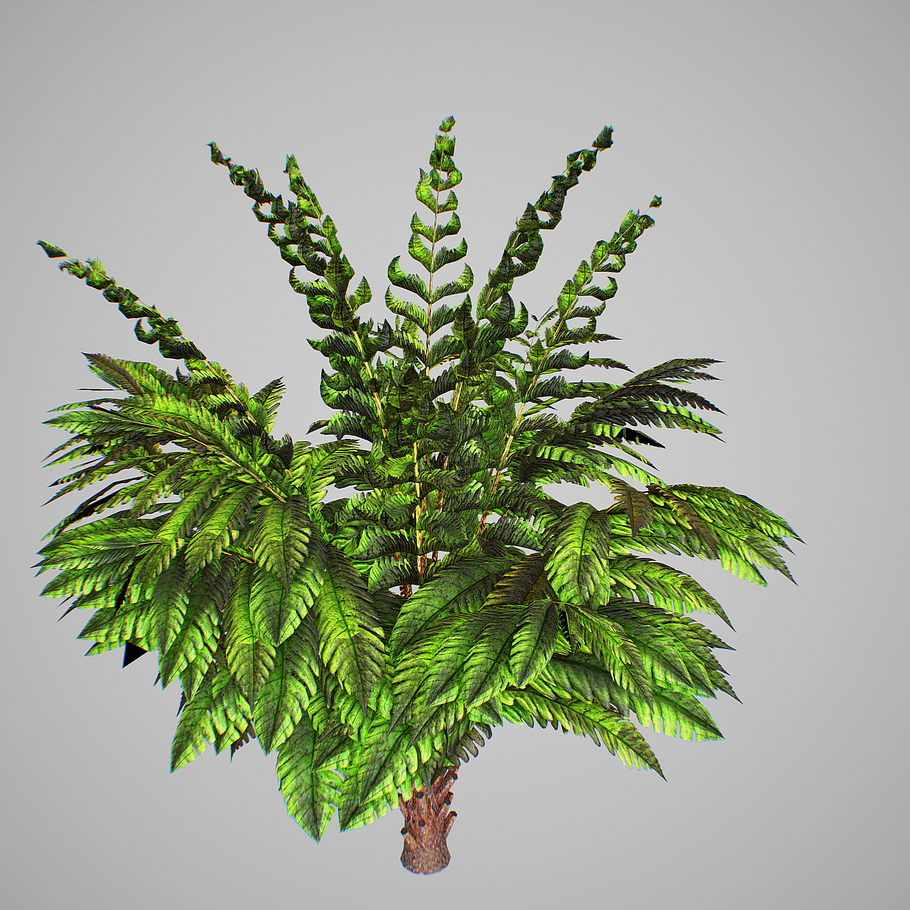 Alsophila Fern young in Nature - product preview 11