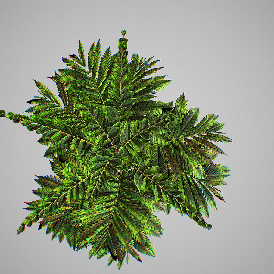 Alsophila Fern young in Nature - product preview 13
