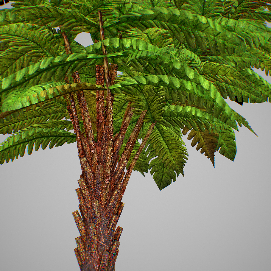 Alsophila Fern young in Nature - product preview 15