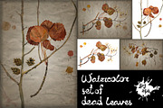 Watercolor dead leaves set