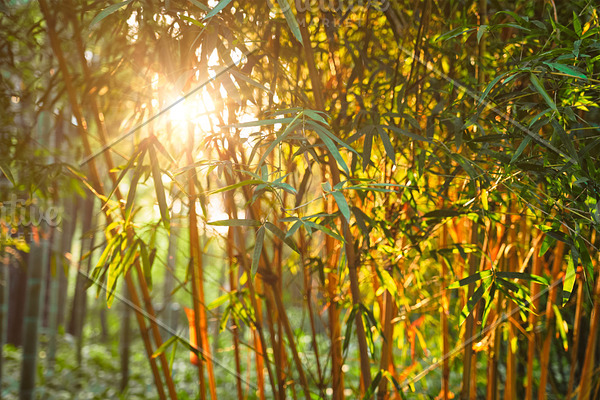 Sun shining through bamboo leaves 